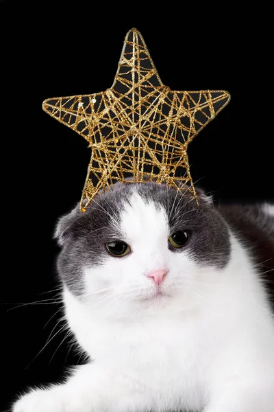 黑黑的背景上挂着圣诞星的有趣的猫 — 图库照片