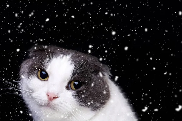 Портрет Милой Кошки Снегу Черном Фоне Копировальное Пространство — стоковое фото