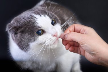 Şirin bir kedi, siyah bir arka planda birinin elinden sosis yer, yakın plan..