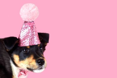Pembe şapkalı komik köpek yavrusu, fotokopi yeri, doğum günü teması.