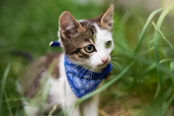 Χαριτωμένο Γατάκι Μια Γάτα Κασκόλ Στο Γρασίδι Καλοκαίρι — Φωτογραφία Αρχείου