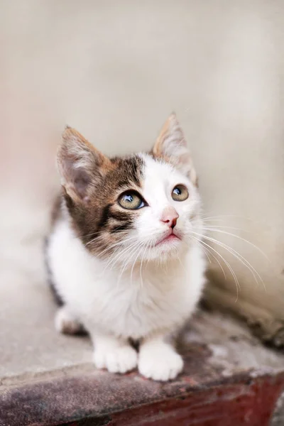 Homeless Cute Kitten Sad Eyes Copy Space — Stock Photo, Image