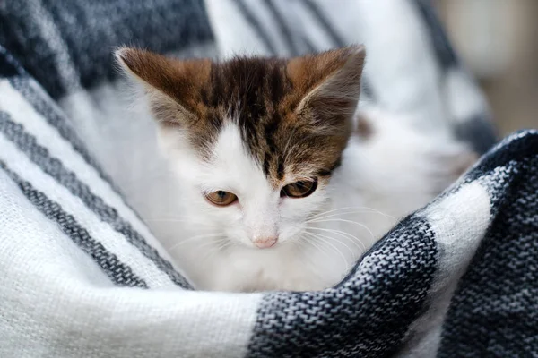 一只穿着格子花衣服的可爱小猫的肖像 — 图库照片