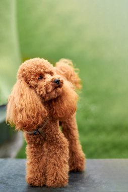 Kızıl saçlı sevimli kaniş dışarıda, boşluğu kopyala.