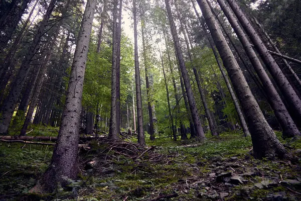 Caminho Através Floresta Para Escalar Montanha Paisagem — Fotografia de Stock