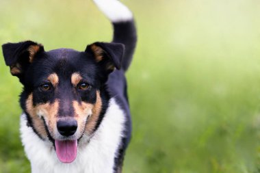 Yazın çimlerin üzerindeki şirin bir köpeğin portresi, kopyalama alanı..