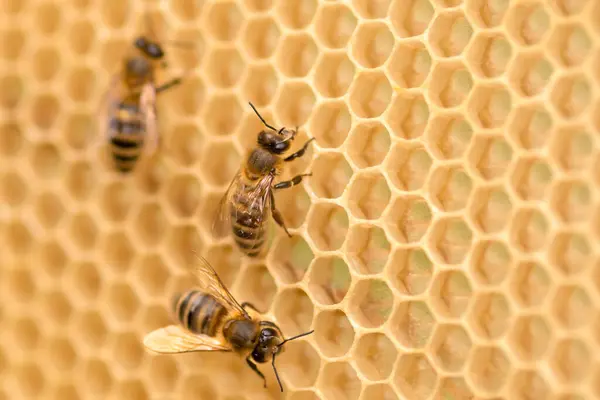 Arbeitsbienen Waben Nahaufnahme Honigproduktion Kopierraum lizenzfreie Stockbilder