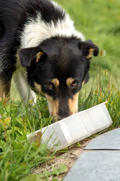 A homeless dog with sad eyes eats from a box on the street.