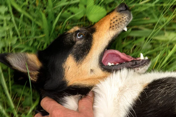 An aggressive dog wants to bite a person's hand, animal rabies.