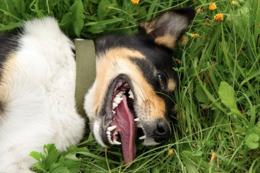 Yazın dili çimlere yapışmış bir köpek..
