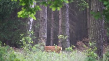 Ormanda havlayan geyik.