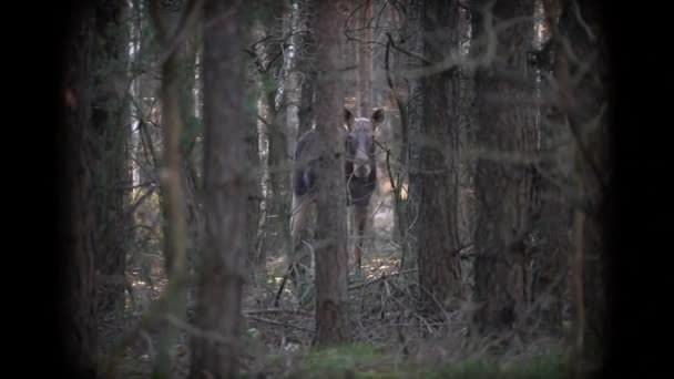 Een Eland Kijkt Naar Tijdens Een Ochtendwandeling Het Dichte Bos — Stockvideo