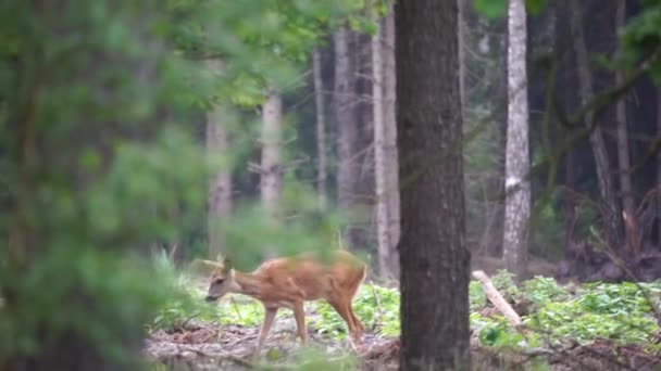 Cervos Latindo Uma Clareira Florestal — Vídeo de Stock