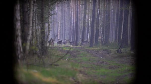 Een Grote Kudde Damherten Een Open Plek Tussen Bomen — Stockvideo