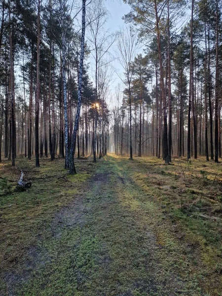 Skogsväg Komprimerad Solen Våren Solig Morgon Rakt Skogsväg Mellan Träden — Stockfoto