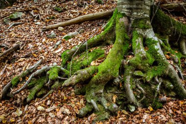 Yaprakları ve yosunları olan antik ağaç kökleri, doğaüstü habercilik