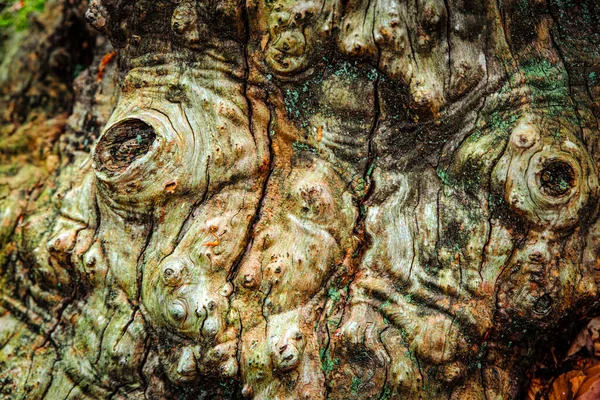stock image texture of the surface of an ancient forest tree, naturalistic detail