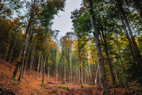 背の高い木や紅葉の深いリグーリアの森の自然写真 — ストック写真