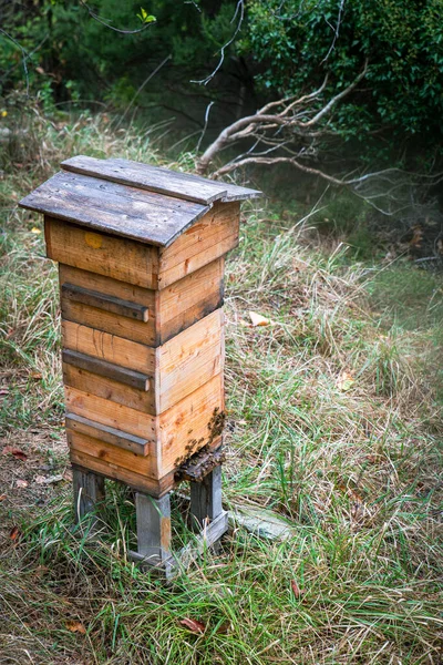 Tahta kovanın içinde bal üreten arı sürüsü
