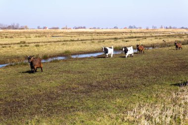 Zaanse Schanss Hollanda ovalarında koyun otlatıyor.