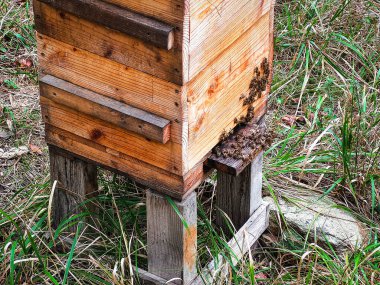 Tahta kovanın içinde bal üreten arı sürüsü