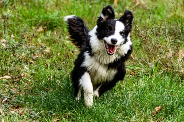 Border Collie dog moves quickly over the lush lawn.
