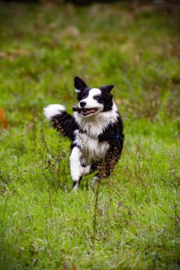 Dog playing on the field with a wooden stick over his mouth is a border collie.