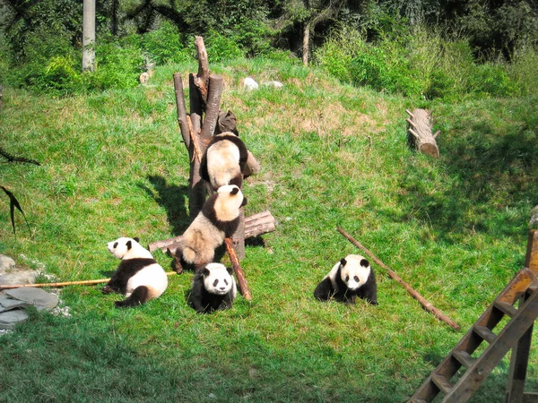 Imagen Grupo Pandas Jugando Una Reserva Natural — Foto de Stock