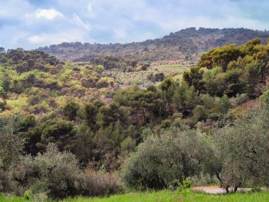 Ligurian iç kesimindeki Diano Marina bölgesinde zeytin ağaçları ve nüfuslu tepeler görülebilir..