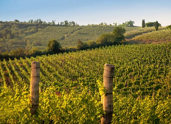 Toscana Landsbygd Vinodlingar Landskap Resor Reportage — Stockfoto