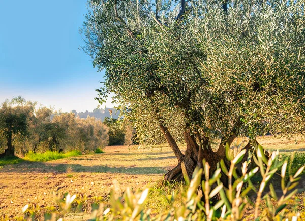 stock image Italian projects using olive trees to produce olive oil