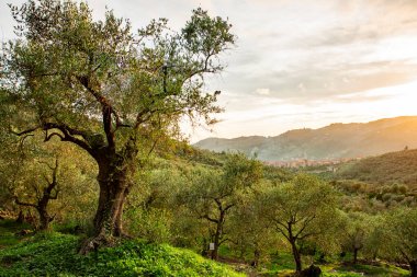 Ligurian zeytin ağaçları ekstra saf zeytinyağı üretmek için kullanılır..