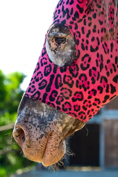 stock image Un cavallo indossa una colorata maschera con stampa leopardata rosa e nera, catturando un look unico ed elegante.