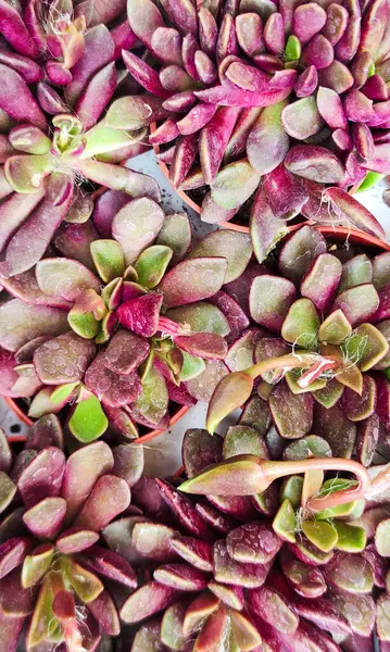 stock image Vibrant succulent plants with red-green leaves in pots, captured in a close-up with sharp details