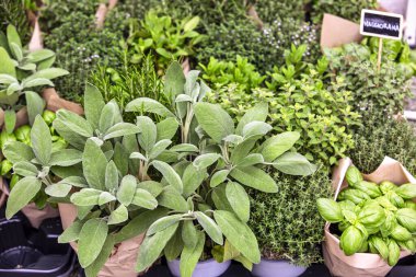 Taze aromatik şifalı otlar: fesleğen, adaçayı, kekik, biberiye ve kekik otu Kraft kağıt kaplarda, yemek ve bahçıvanlık için mükemmeldir.