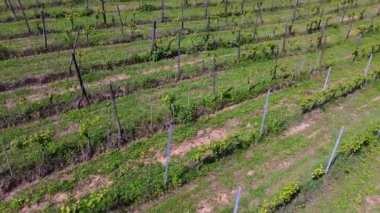 Gökyüzünün altında üzüm bağları ve yemyeşil ağaçlar var.