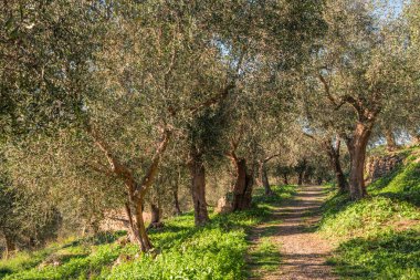 Liguria 'da zeytin hasadı için sarı sandıklar olan zeytin terası, güneşli bir kırsal alanla çevrili.