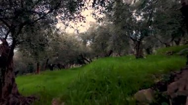 Ligurian iç kesimindeki bir zeytin koruluğuna yakın çekim, eski ağaçlar ve insansız hava aracı tarafından yakalanan yeşil bir çayır..