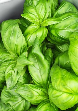 Yakın plan taze fesleğen yaprakları, detaylı doku ve yoğun yeşil renk. Yemek, yemek ve botanik için ideal.