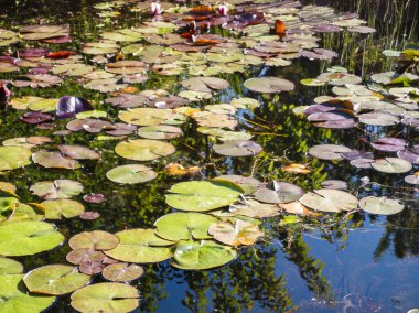 Lily pedleri canlı renkler ve keskin detaylarla çevrili yansıtıcı bir gölette yüzüyor.