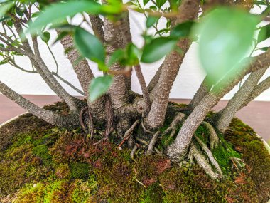 * [Ivır zıvır] * [Işıl zıvır] * [Işıl ışıl, ışıl, ışıl, ışıl, ışıl.] * [Müzik: