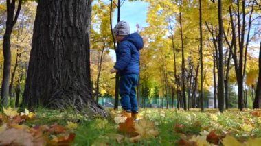 Küçük bir çocuk bir sonbahar parkının arka planına değnekle bir ağacı keşfeder. Video kaydı. Yakın plan.