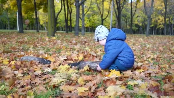 一个小男孩在秋天的公园里 在落叶中举起一根烧焦的木头 后续行动 — 图库视频影像
