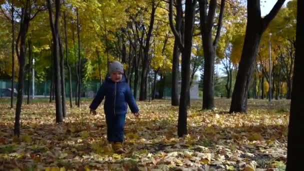 Een Jongetje Gaat Naar Camera Tussen Gele Bomen Het Herfstpark — Stockvideo