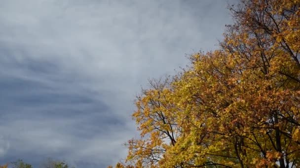 Pohon Dengan Dedaunan Kuning Yang Indah Bergoyang Bawah Sinar Matahari — Stok Video