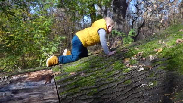 一个小男孩爬上了一个茂密的树干 — 图库视频影像