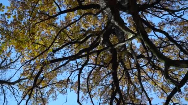 黄色の葉を持つ巨大なオークの木の美しい冠 ビデオだ 360巻 カメラの回転 — ストック動画