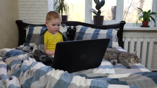Маленький Хлопчик Плетеній Ковдрі Кішкою Ліжку Дивиться Екран Ноутбука Крупним — стокове відео