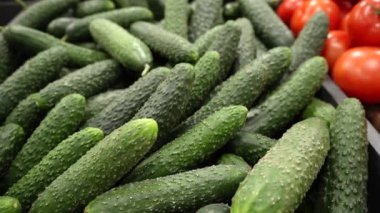 Salatalıklar bir marketin tezgahına yakın çekim yapıyor. Salatalık hasadı. Sağlıklı vejetaryen yemeği. Olgun salatalıklar..