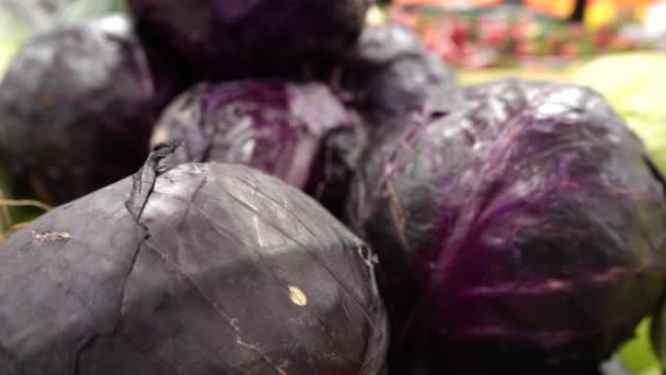 Red Cabbage Counter Store Close Purple Cabbage Farm Shop Selling — Video Stock